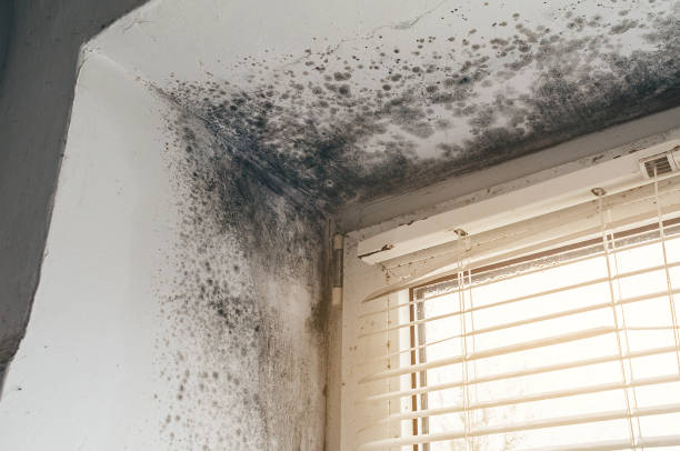 Affordable Attic Mold Removal solutions in Lakeside, VA
