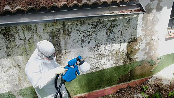 Top rated local Attic Mold Removal specialists in Lakeside, VA